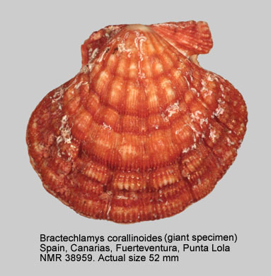 Bractechlamys corallinoides (2).jpg - Bractechlamys corallinoides(d'Orbigny in Webb & Berthelot,1839)